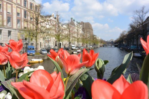 Amsterdam Tulips